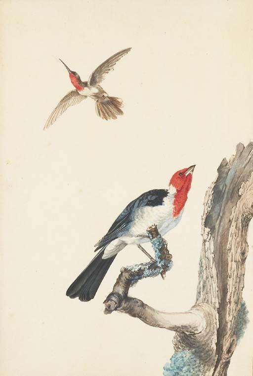 Jabez Heenck - Un colibri et un rouge-gorge posé sur une branche