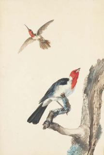 Jabez Heenck - Un colibri et un rouge-gorge posé sur une branche