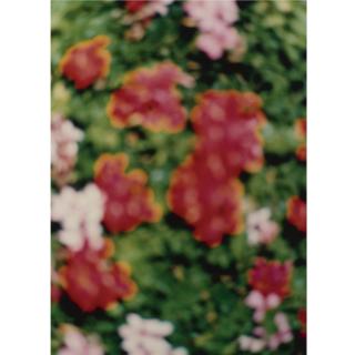 Jack Pierson - Flower N. 6