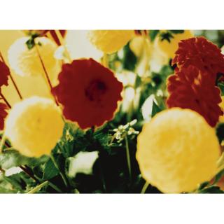 Jack Pierson - Red Yellow Flowers