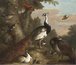 Jacob Bogdani - A wooded landscape with peacocks and other birds in the foreground