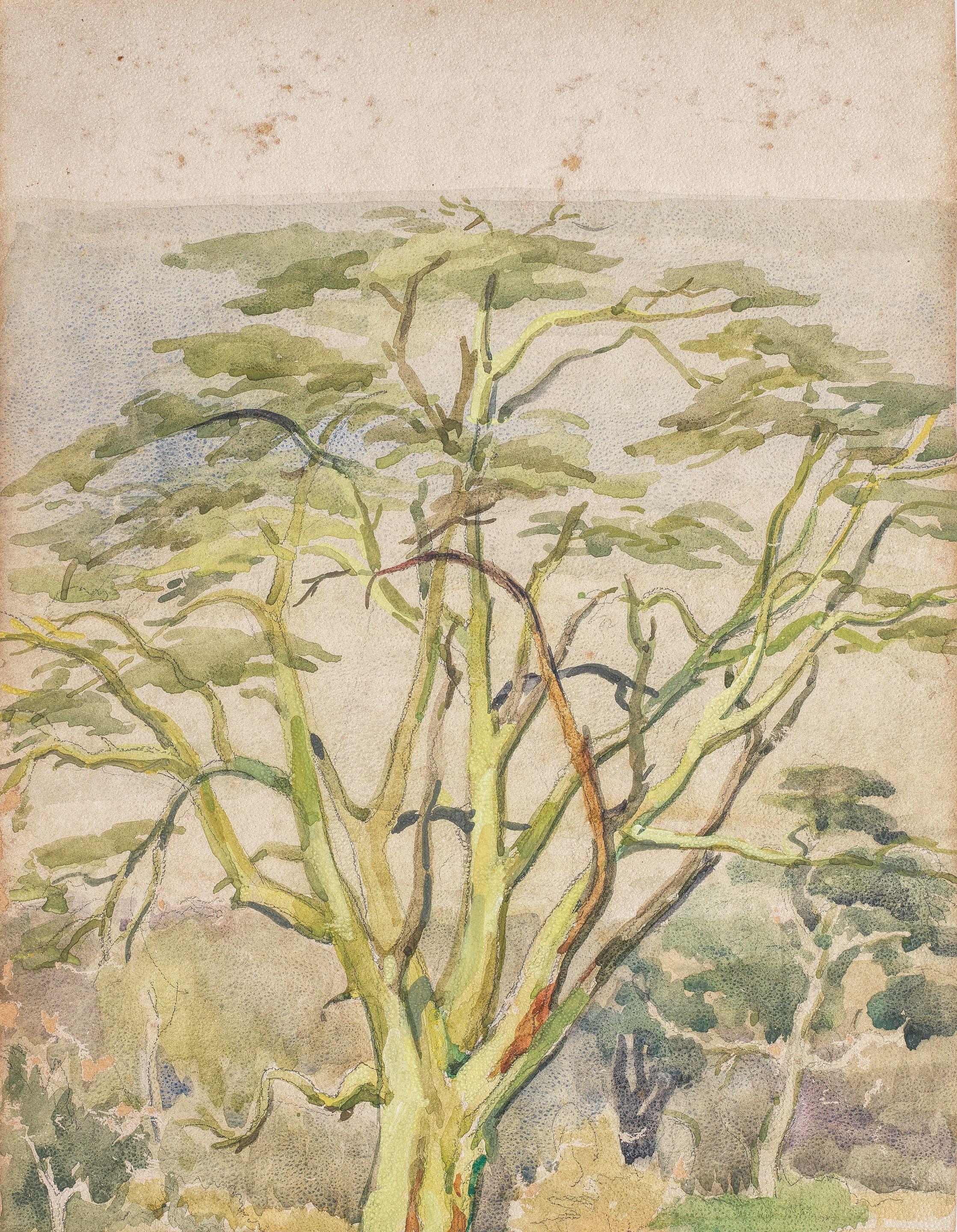 Jacob Hendrik Pierneef - Boomkruinstudie