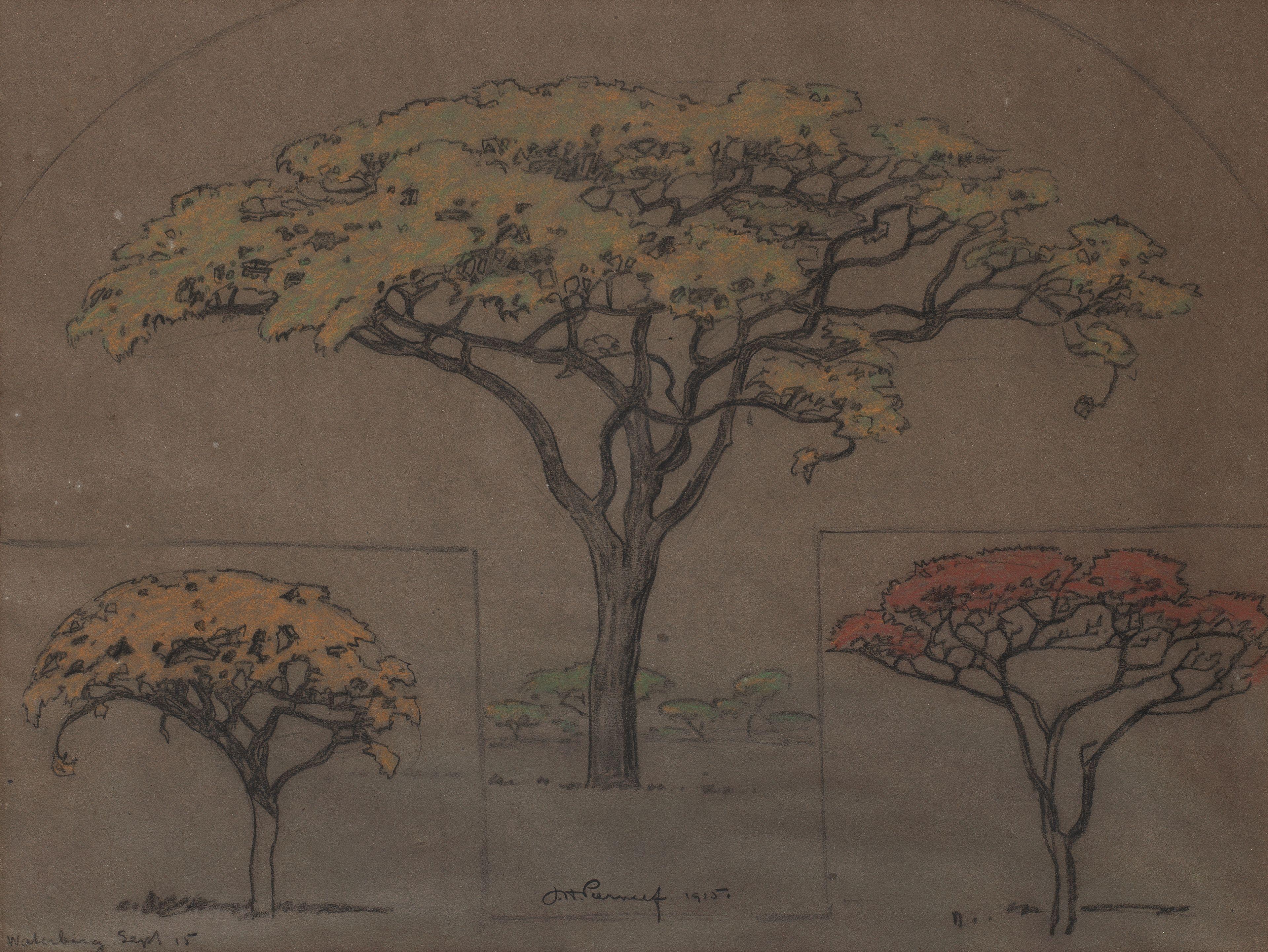 Jacob Hendrik Pierneef - Boomstudies, Waterberg