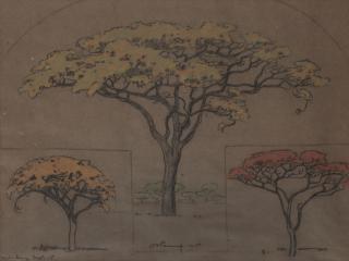 Jacob Hendrik Pierneef - Boomstudies, Waterberg