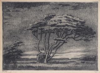Jacob Hendrik Pierneef - Study of a Tree