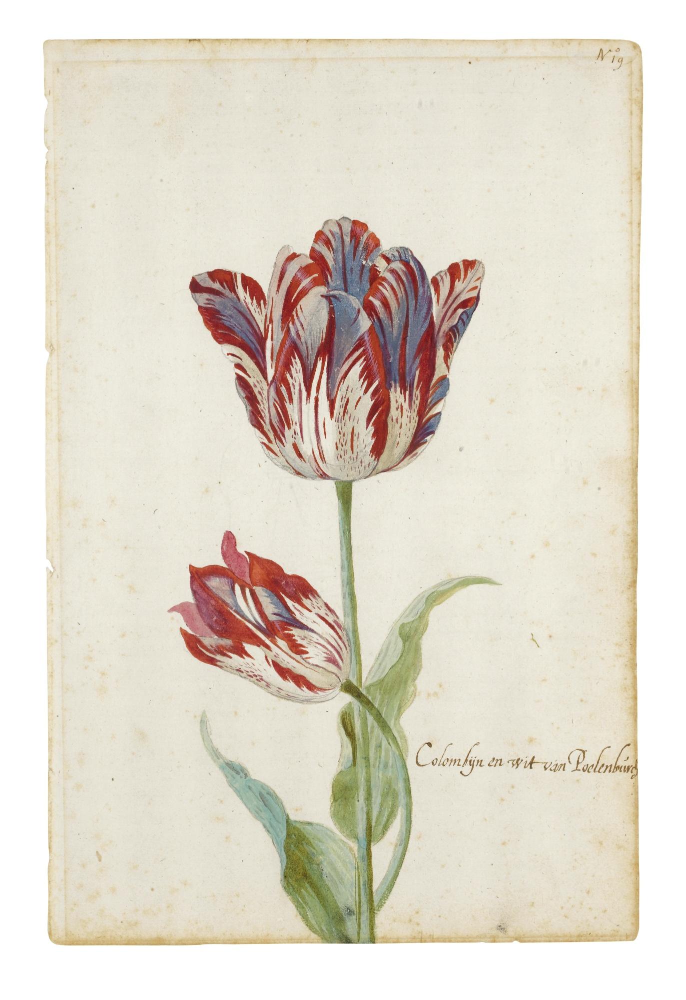Jacob Marrel - Two Red And White Tulips: Colombijn And Wit Van Poelenburg