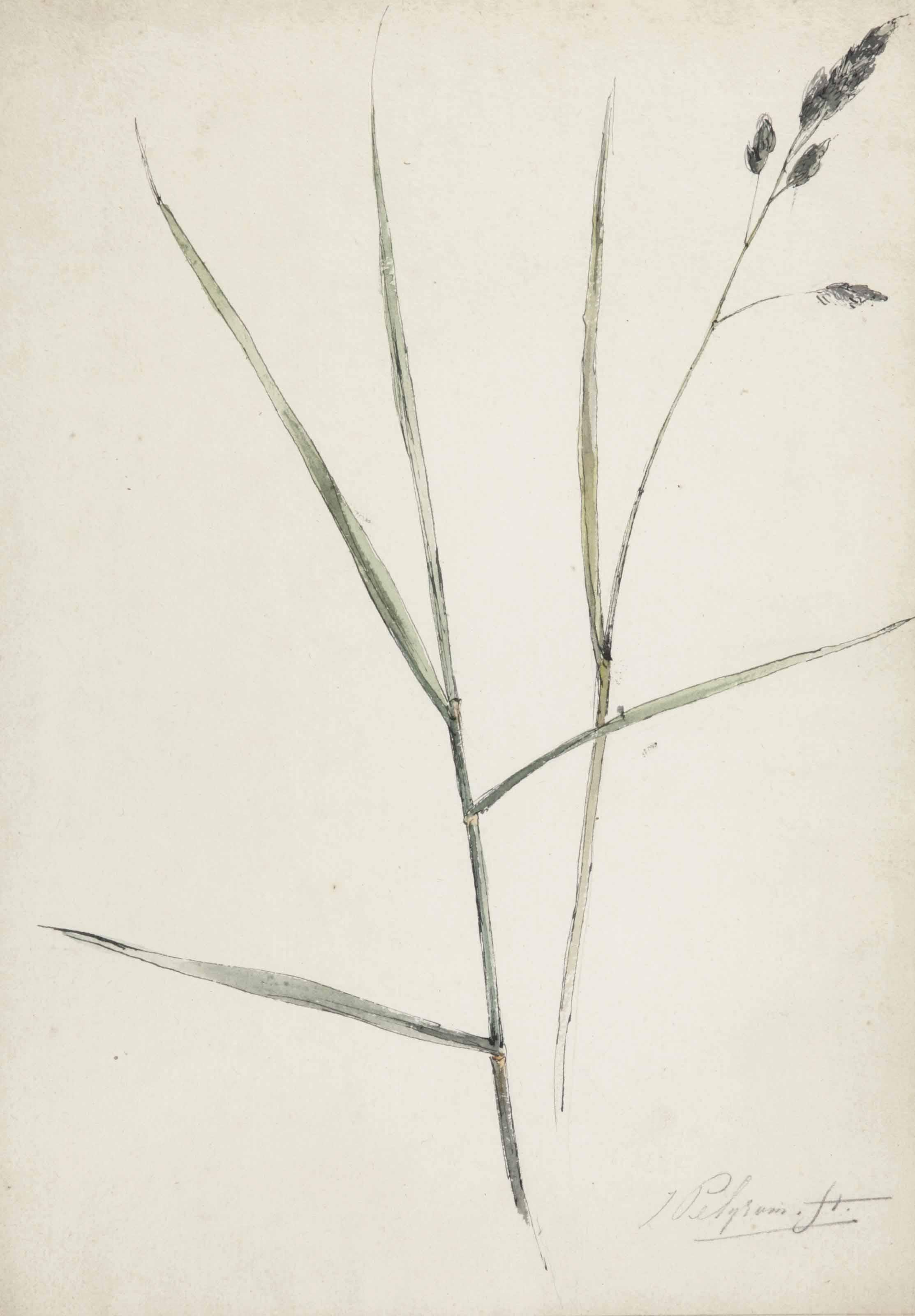 Jacob Pelgrom - Study of grass or sedge