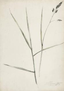 Jacob Pelgrom - Study of grass or sedge