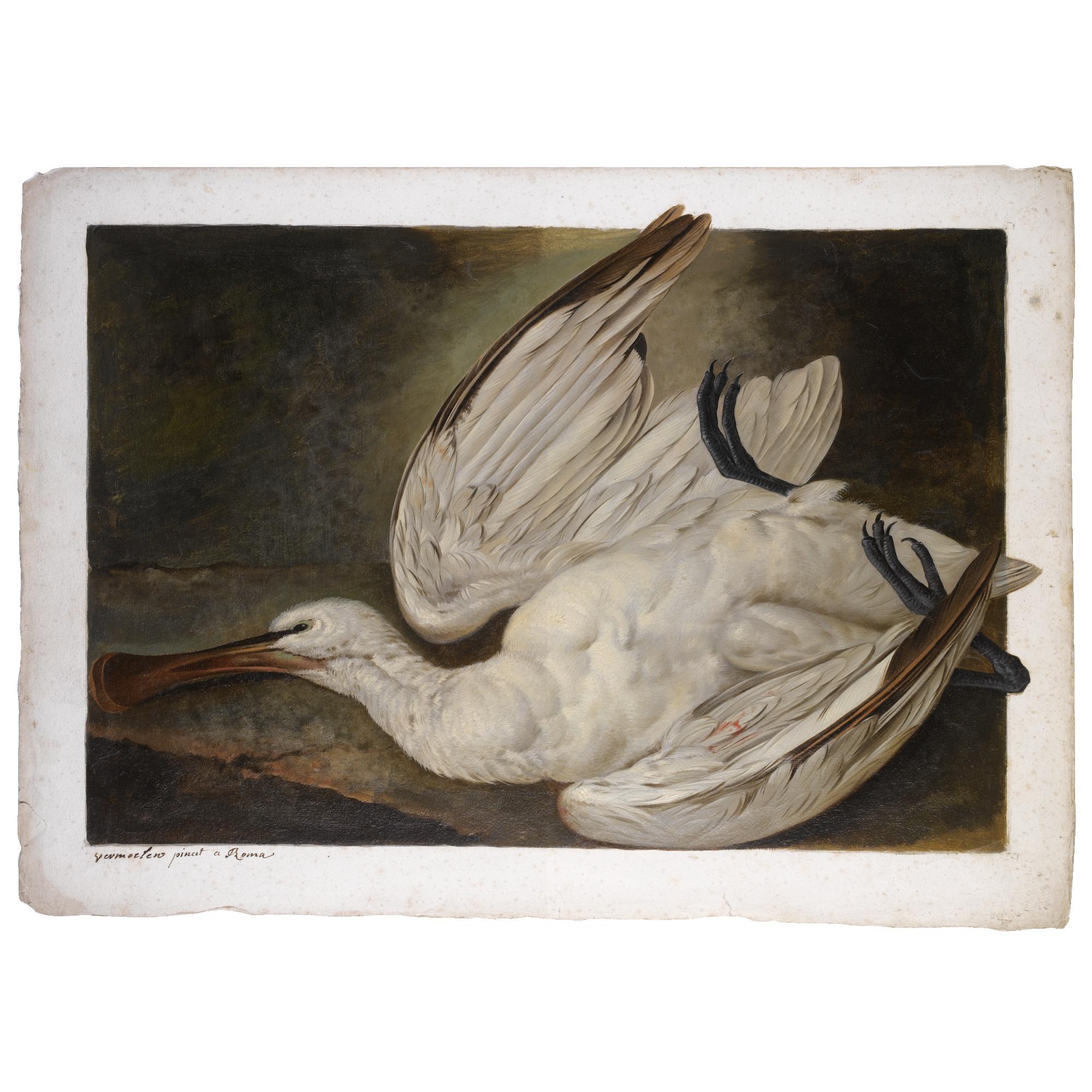Jacob Xaver Vermoelen - A Dead Spoonbill; On The Verso, A Further Study Of The Bird\'S Head