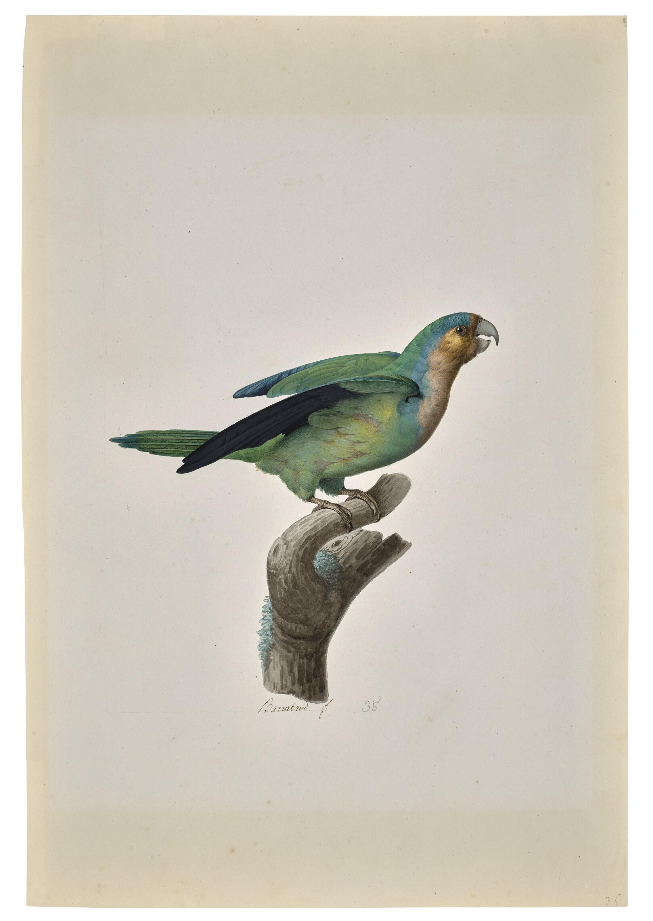 Jacques Barraband - A brown-throated parakeet