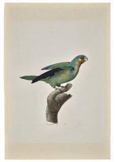 Jacques Barraband - A brown-throated parakeet