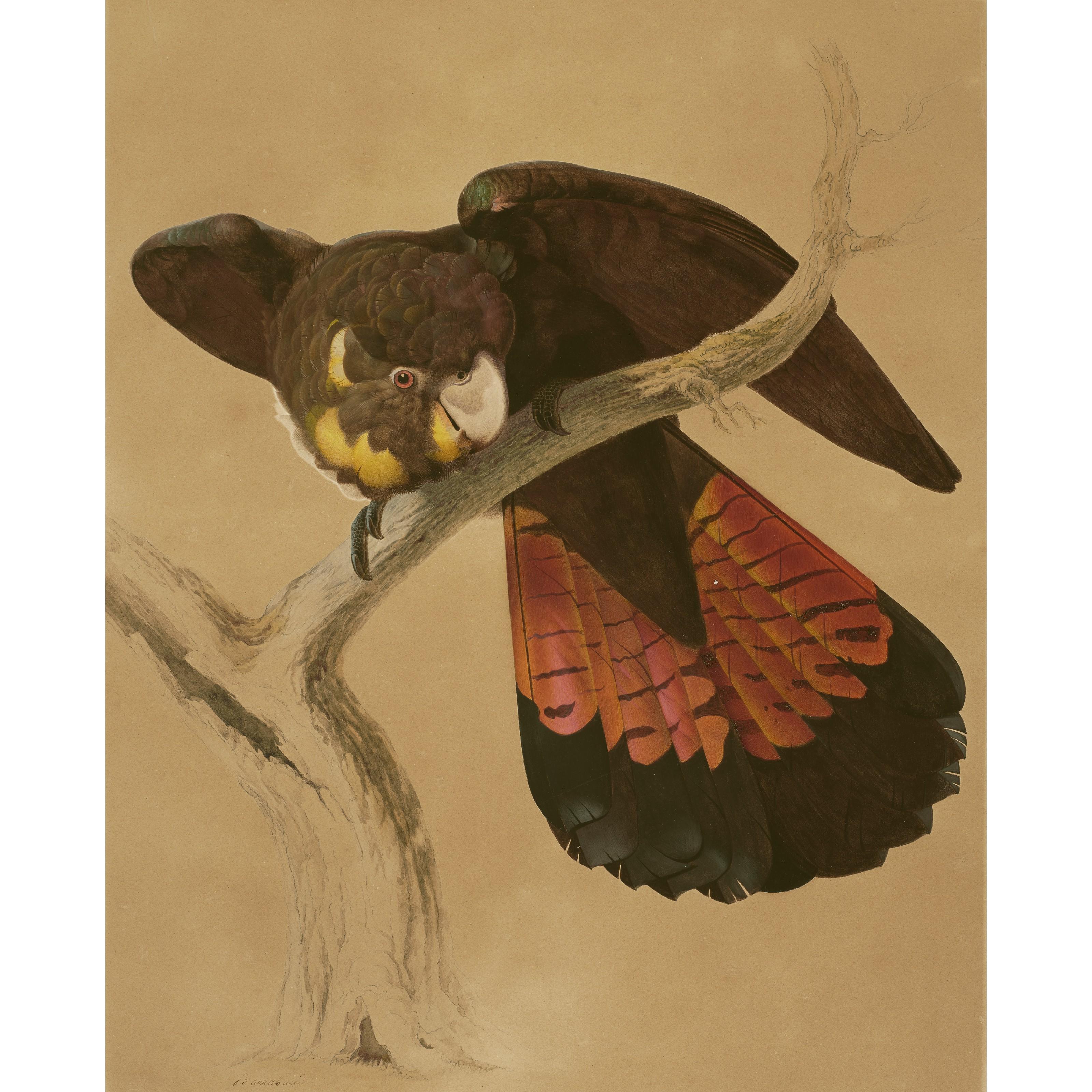 Jacques Barraband - A glossy black cockatoo (Calyptorhynchus lathami)
