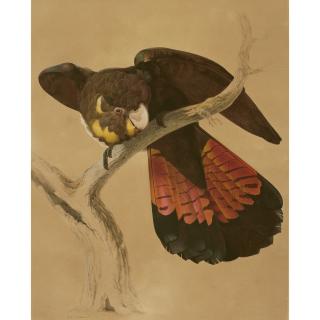 Jacques Barraband - A glossy black cockatoo (Calyptorhynchus lathami)