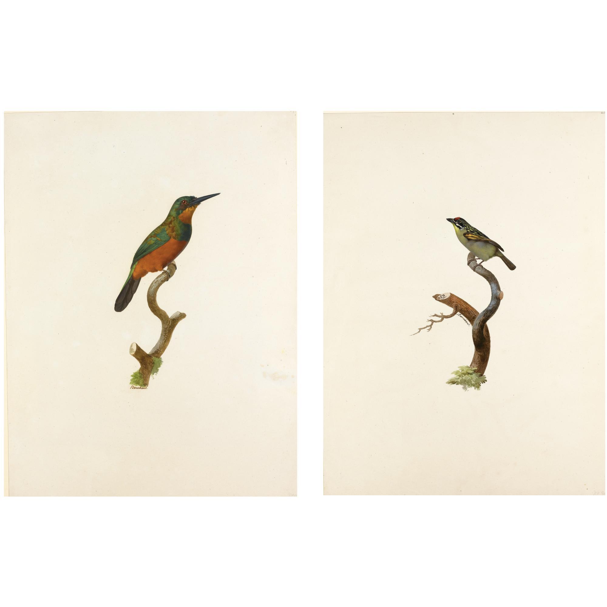 Jacques Barraband - A Green-Tailed Jacamar And A Male Red-Fronted Timber Barbet