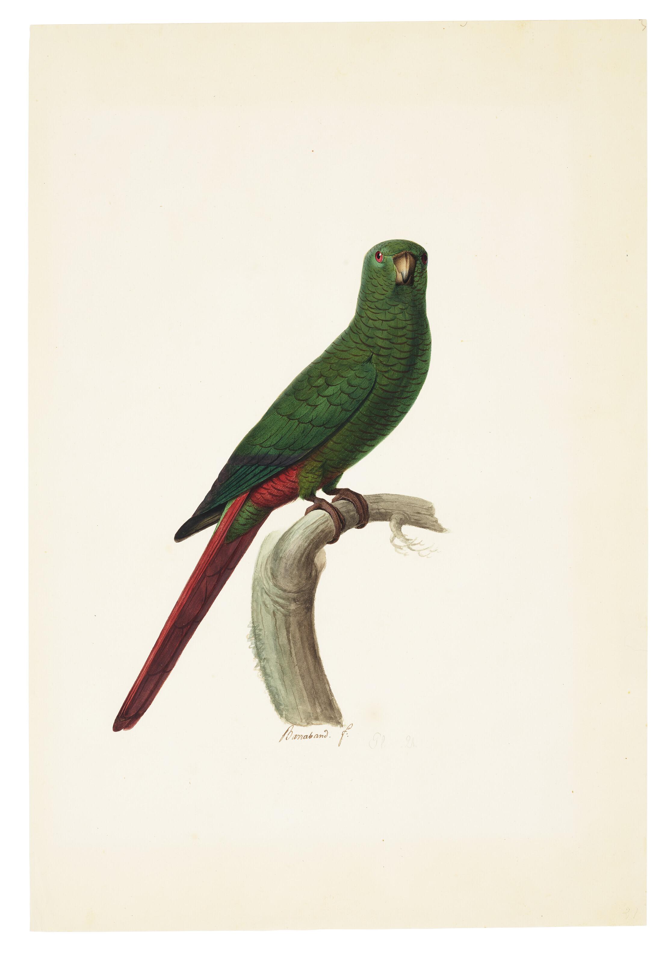 Jacques Barraband - An Emerald Perroquet