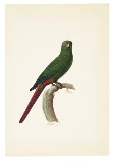 Jacques Barraband - An Emerald Perroquet