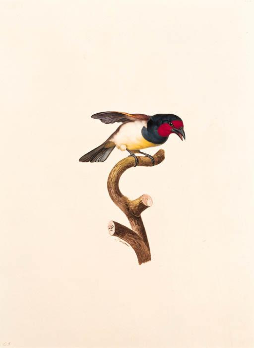 Jacques Barraband - Barbu à plastron noire -- Black-collared Barbet -- Lybius torquatus.