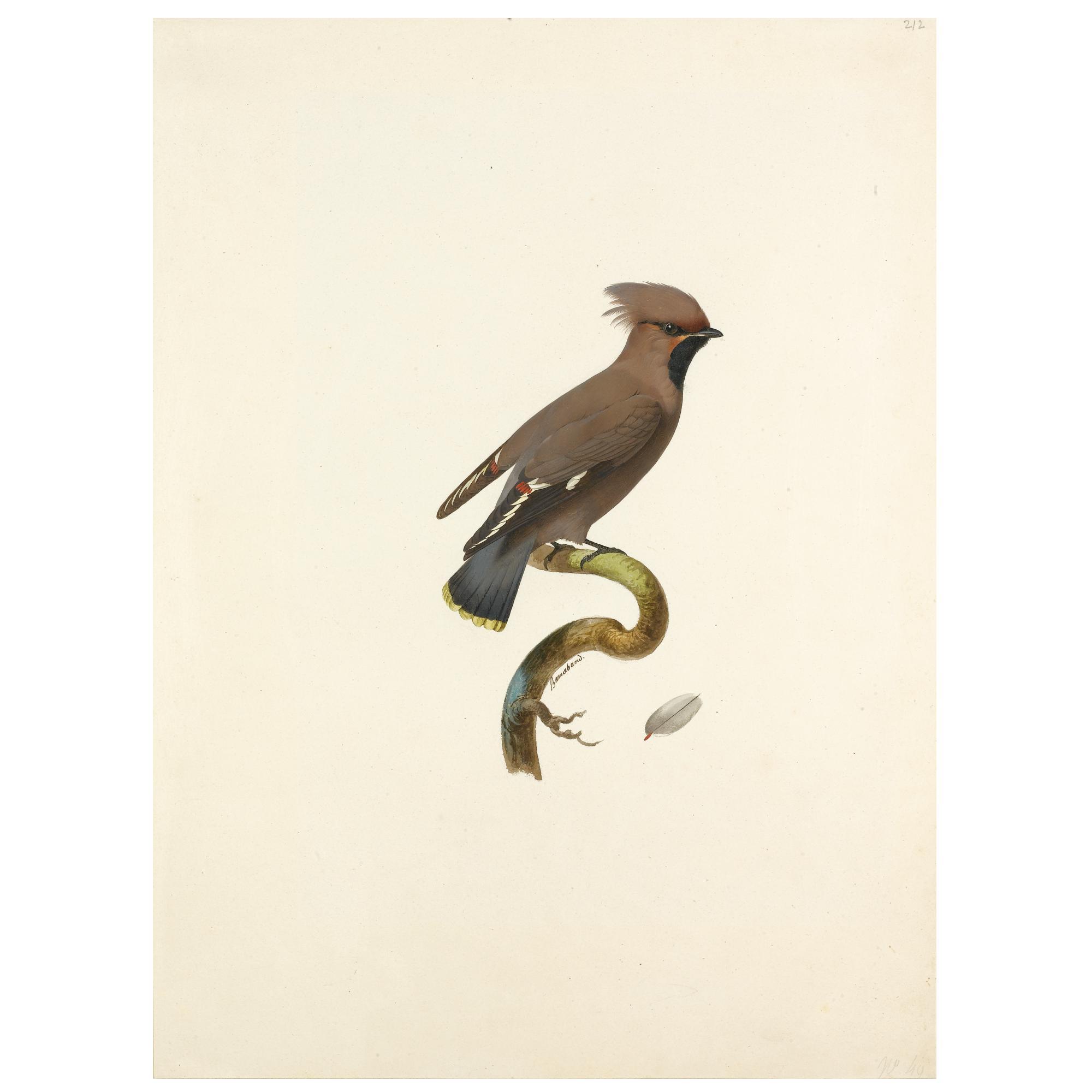 Jacques Barraband - Bohemian Waxwing (Bombycilla Garrulus)