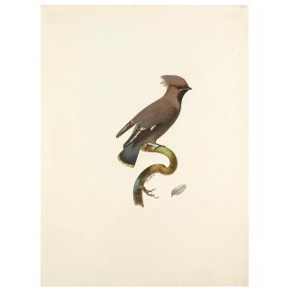 Jacques Barraband - Bohemian Waxwing (Bombycilla Garrulus)