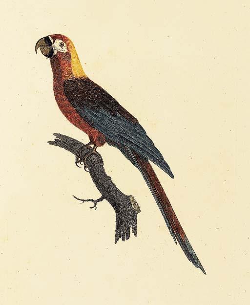 Jacques Barraband - Cuban Macaw (Plate no. 5, Ara Tricolor, Ara cubensis. Sheet size 19¾ x 12½ inches [502 x 317mm.])