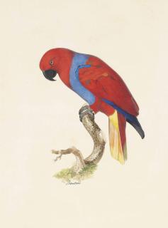 Jacques Barraband - Electus Parrot (Electus Roratus)