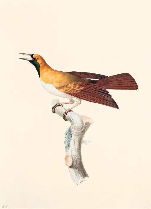 Jacques Barraband - Femelle du petit oiseau de paradis émeraude -- Lesser Bird-of-Paradise -- Paradisaea minor subadult male (not a female as described in the plate).