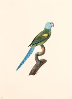 Jacques Barraband - La Perruche à Epaulettes jaune -- probably a variety of a Psittacula species, possibly the Plum-headed Parakeet Psittacula cyanocephala.