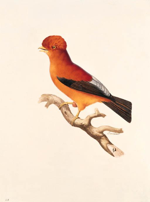 Jacques Barraband - Le Coq de roche du Pérou -- Andean cock-of-the-Rock -- Rupicola peruviana.