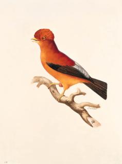 Jacques Barraband - Le Coq de roche du Pérou -- Andean cock-of-the-Rock -- Rupicola peruviana.
