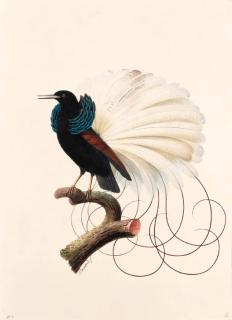Jacques Barraband - Le nébuleux étalant ses parures -- subadult hybrid between the Twelve-wired Bird-of-Paradise Selencidis melanoleuca and the Magnificent Riflebird Ptiloris magnificus.