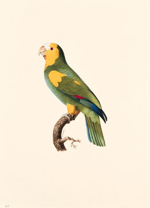 Jacques Barraband - Le perroquet à Epaulettes jaune, mâle -- Yellow-shouldered Amazon -- Amazona barbadensis.