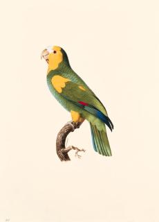 Jacques Barraband - Le perroquet à Epaulettes jaune, mâle -- Yellow-shouldered Amazon -- Amazona barbadensis.