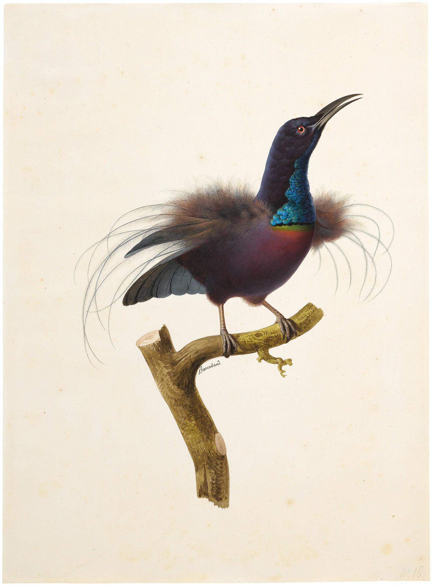 Jacques Barraband - Magnificent Riflebird (Ptiloris Magnificus)