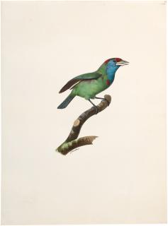Jacques Barraband - Male Blue-Throated Barbet (Megalaima Asiatica)