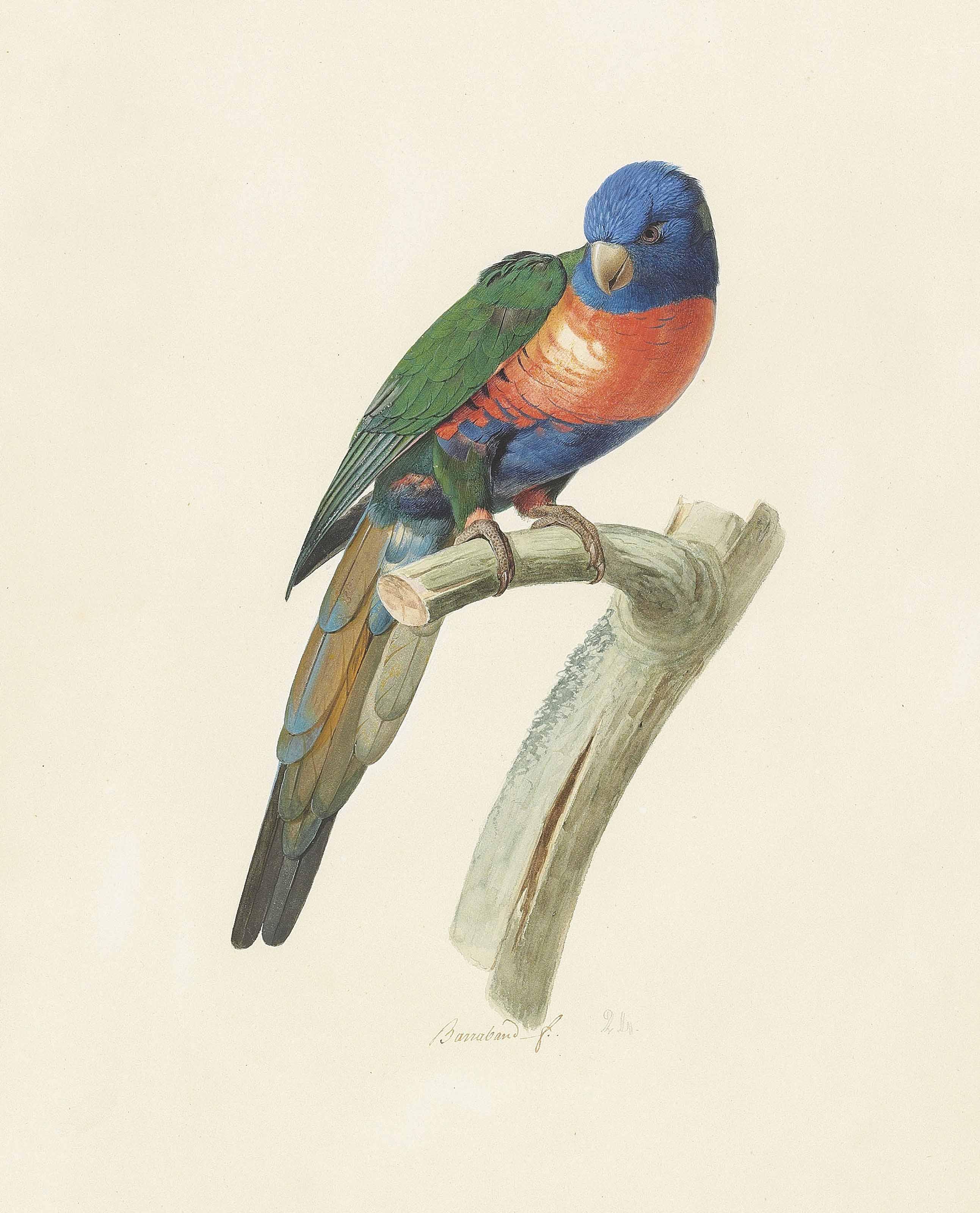 Jacques Barraband - Male Rainbow Lorikeet (Tricholglossus Haematodus)