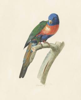 Jacques Barraband - Male Rainbow Lorikeet (Tricholglossus Haematodus)