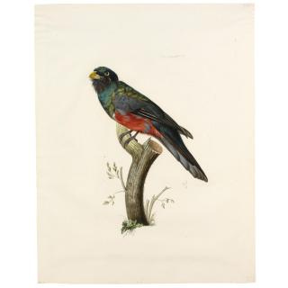 Jacques Barraband - Male South American Trogon (Trogonidae Sp.)