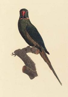 Jacques Barraband - Mauritius Parakeet (Plate no. 39, Perruche à Double Collier, Psittacula echo Sheet size 190 x 120 inches [500 x 315mm.])