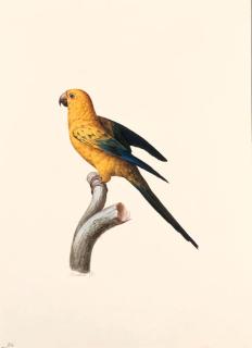 Jacques Barraband - Perruche Ara, Guarouba dans son jeune âge -- Sun Conure -- Aratinga solstitialis.