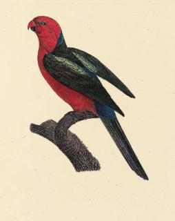 Jacques Barraband - Puerto Rican Amazon, young male (Plate no. 108, Perruche à Face Rouge, Amazona vittata Sheet size 190 x 12½ inches [503 x 317mm.])