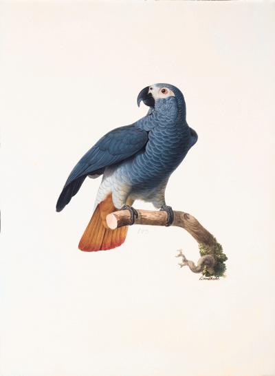 Jacques Barraband - Troisième variété du perroquet cendré - The Grey Parrot - Psittacus erithacus.