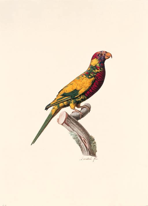 Jacques Barraband - Variété de la Perruche à tête bleue -- possibly a variety of the Rainbow Lorikeet Trichoglossus haematodus.