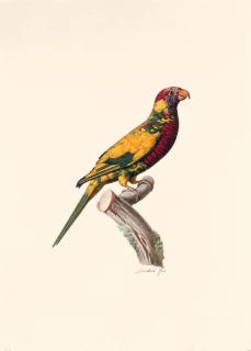 Jacques Barraband - Variété de la Perruche à tête bleue -- possibly a variety of the Rainbow Lorikeet Trichoglossus haematodus.