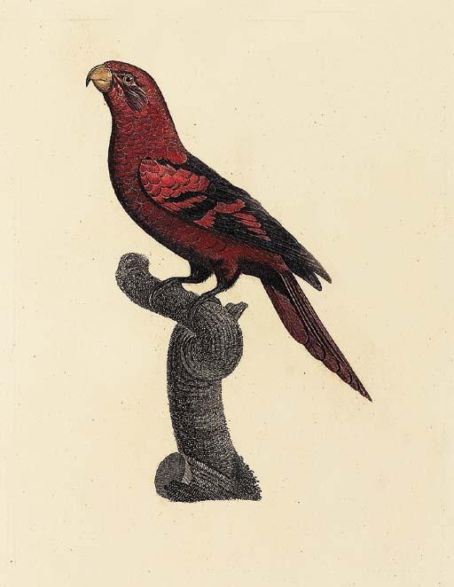 Jacques Barraband - Violet-necked Lory (Plate no. 51, Le Lori Ecaille, Eos squamata. Sheet size 19¾ x 12 inches [502 x 310mm.])