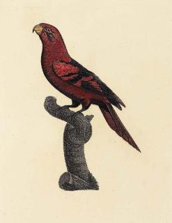 Jacques Barraband - Violet-necked Lory (Plate no. 51, Le Lori Ecaille, Eos squamata. Sheet size 19¾ x 12 inches [502 x 310mm.])