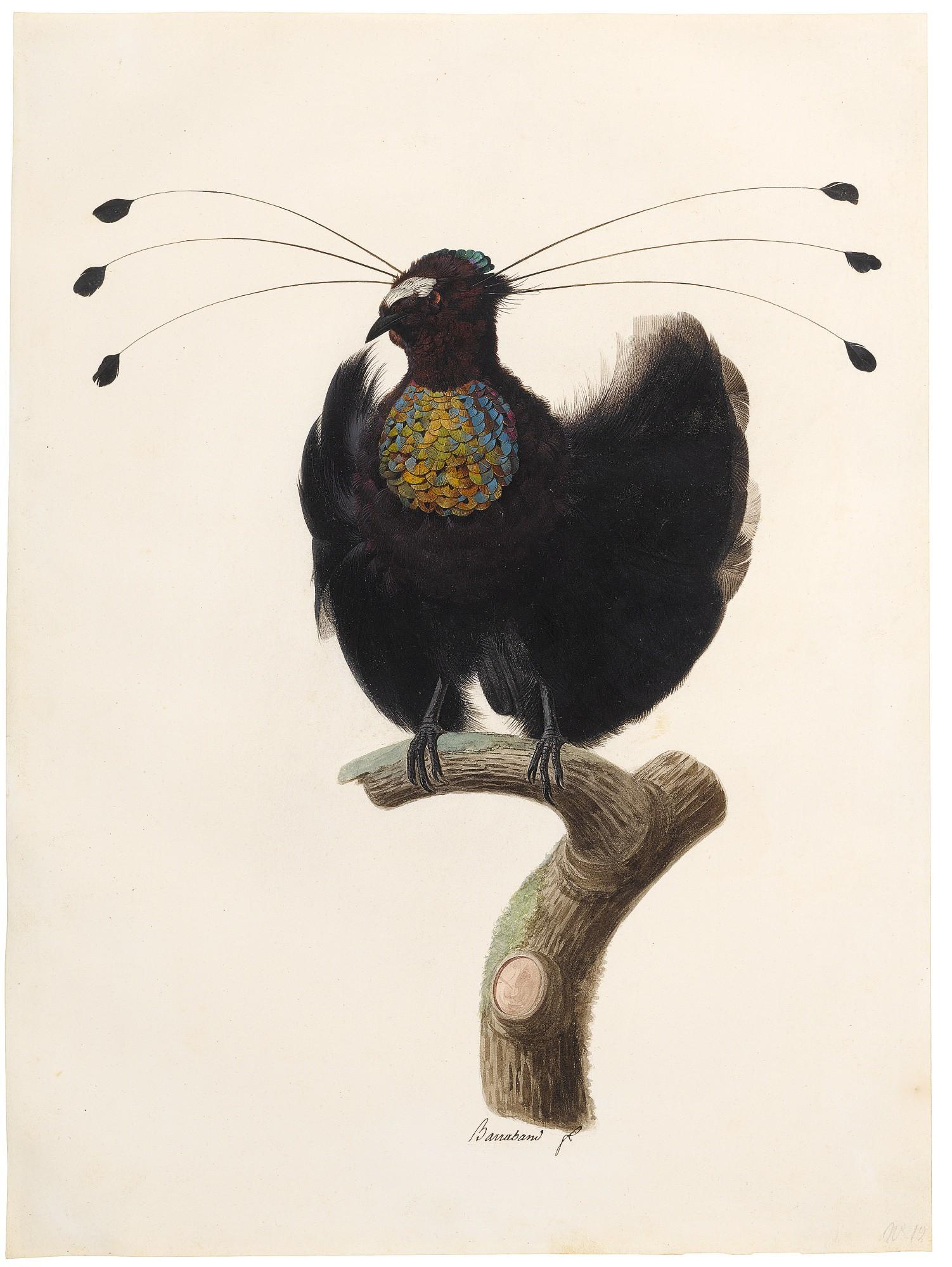 Jacques Barraband - Western Parotia Bird Of Paradise (Parotia Sefilata)
