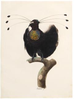Jacques Barraband - Western Parotia Bird Of Paradise (Parotia Sefilata)