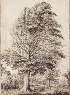 Jacques De Gheyn II - A large beech, partly in leaf