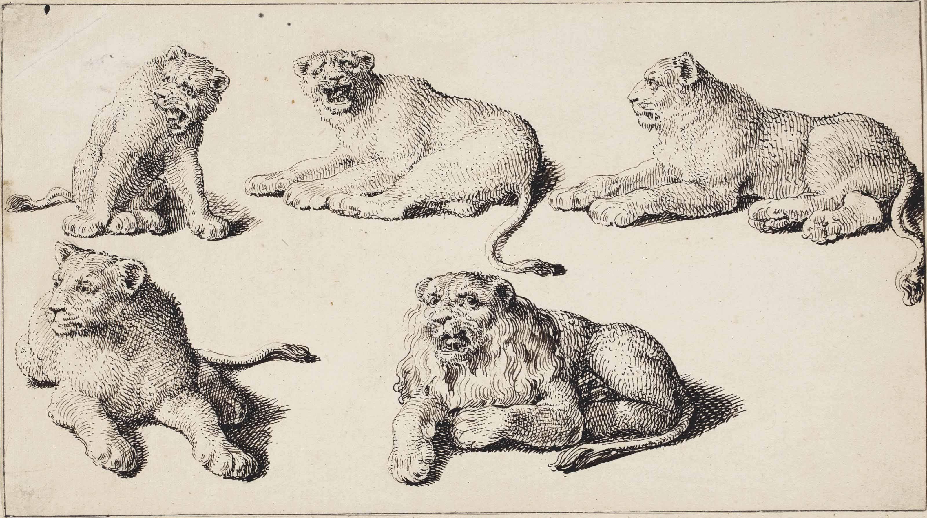 Jacques De Gheyn III - Five studies of lion cubs