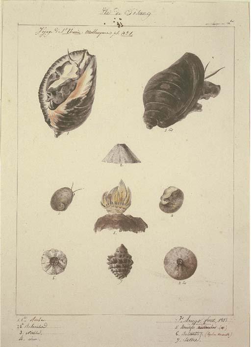 Jacques Etienne Victor Arago - Marine Life: 4 studies. Ile de Pisang. Mollusques; Mollusques (Brésil); Lyroide (Carolines); (Crab), a fragment
